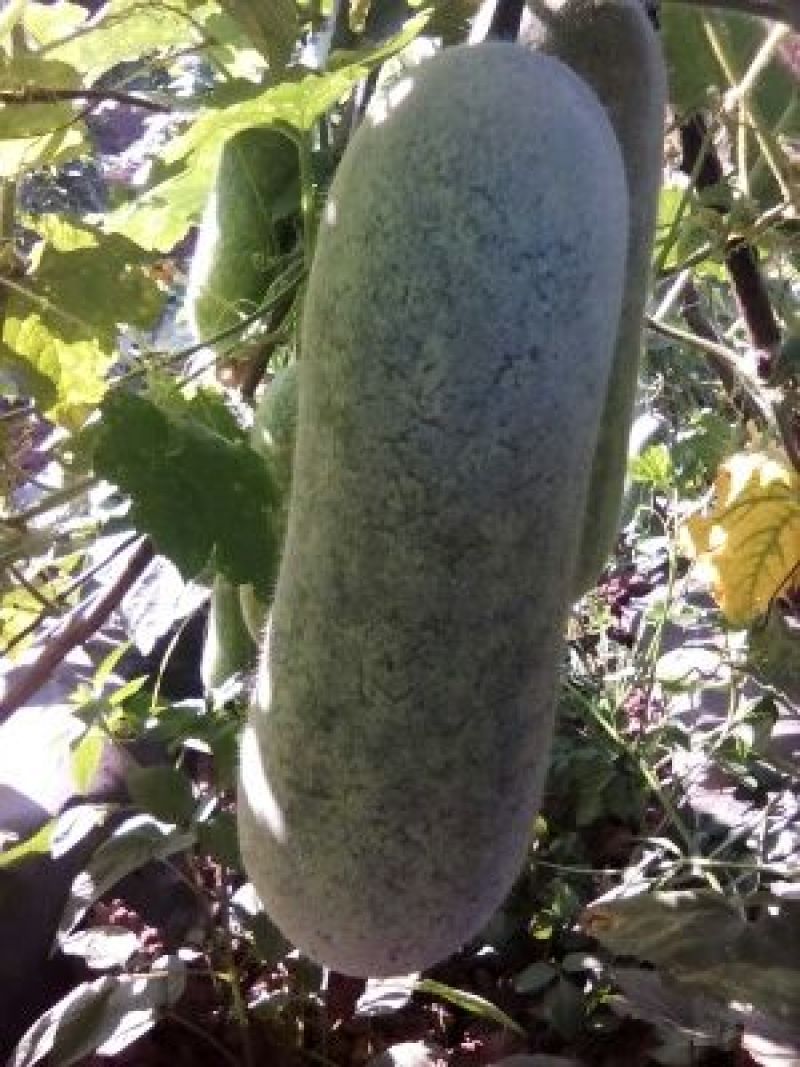 小白毛冬瓜
