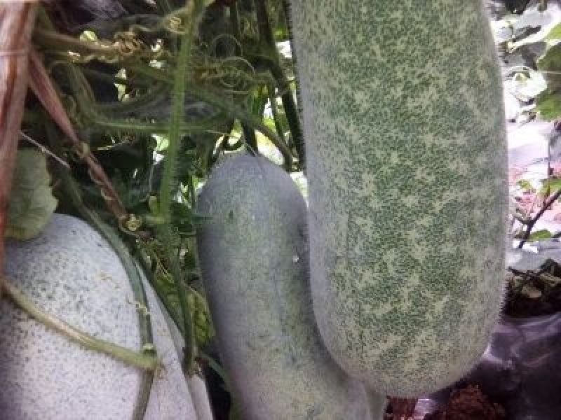 小白毛冬瓜