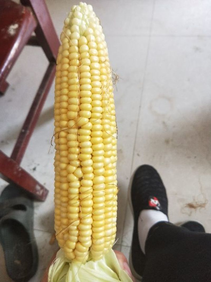 白糯玉米