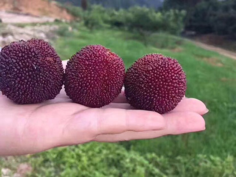 东魁杨梅3~4cm