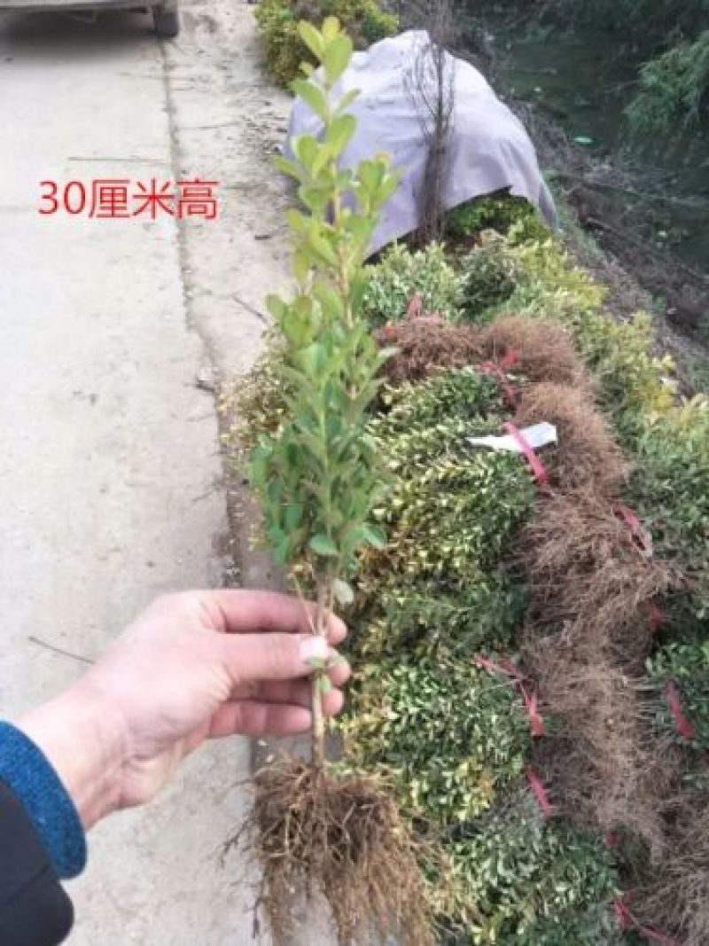 出售黄杨苗，102030公分