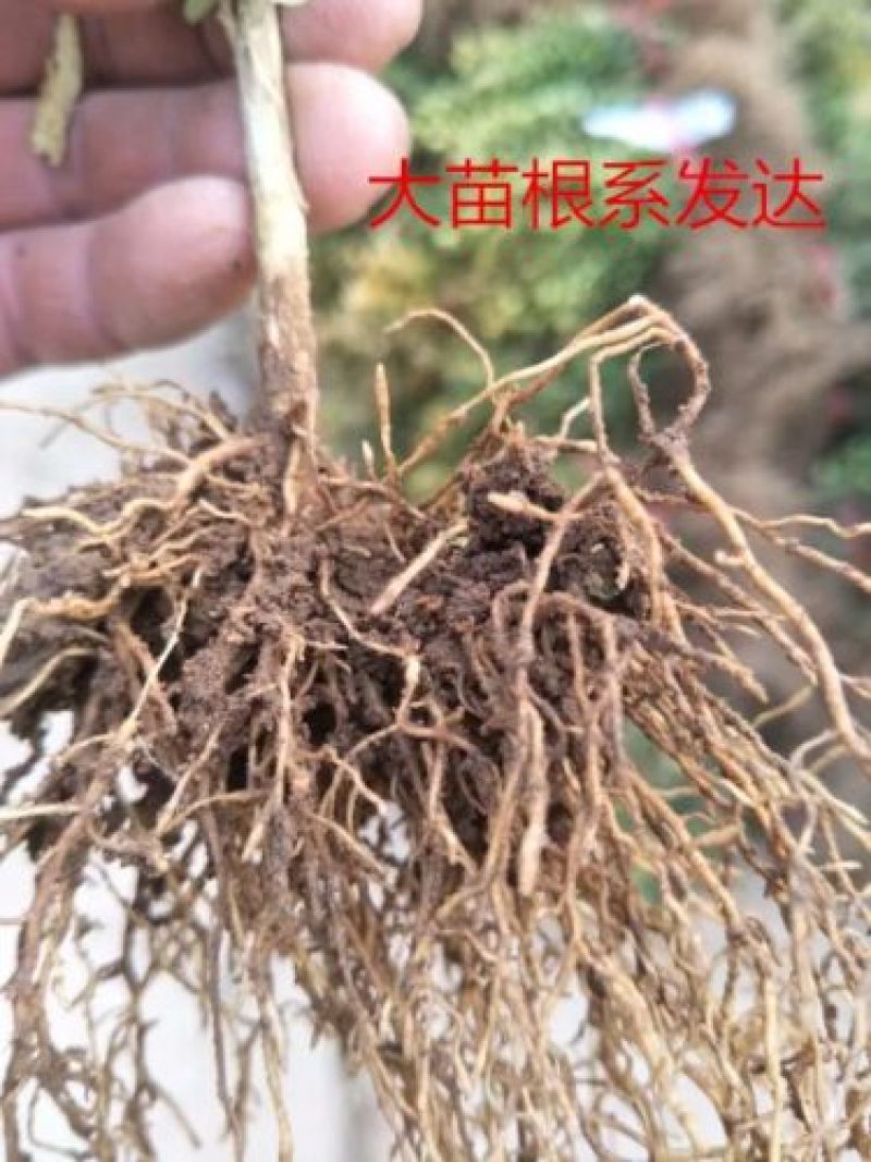 出售黄杨苗，102030公分