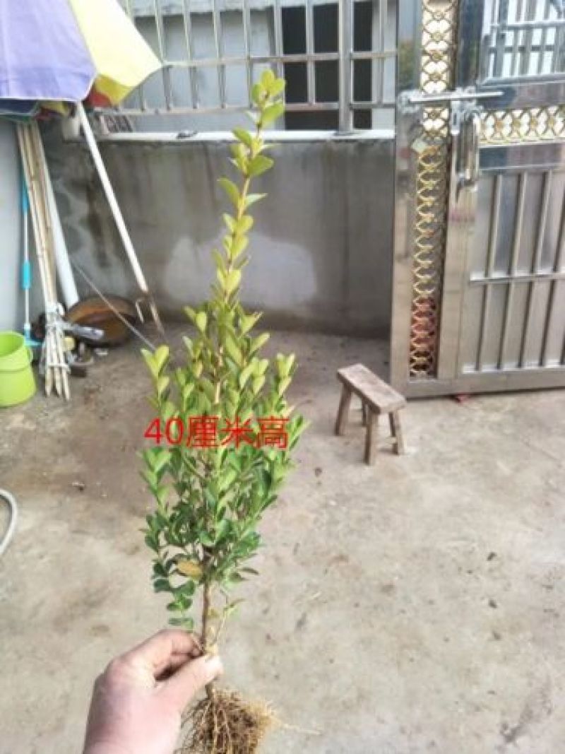 出售黄杨苗，102030公分