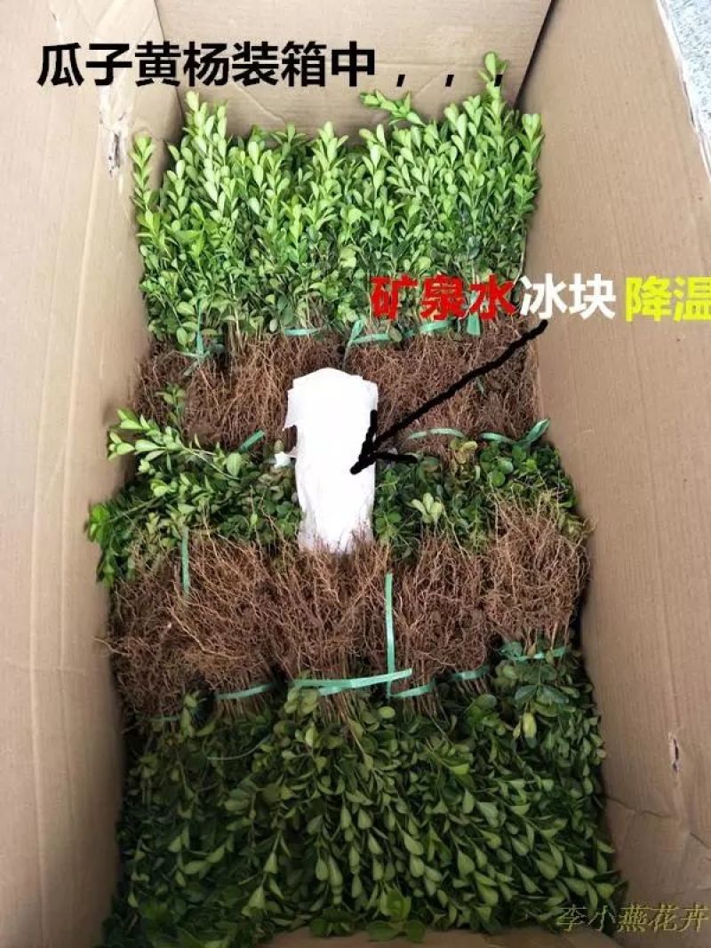 出售黄杨苗，102030公分
