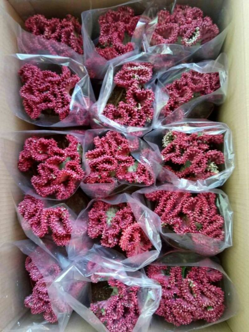 彩麒麟，春风有10个，12个，15个，20个。质量保证