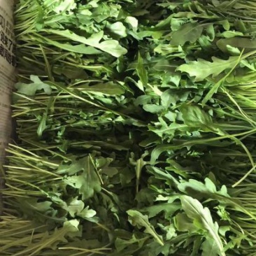 【推荐】芝麻叶云南产地一手货源品质保障欢迎致电合作