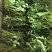【推荐】芝麻叶云南产地一手货源品质保障欢迎致电合作