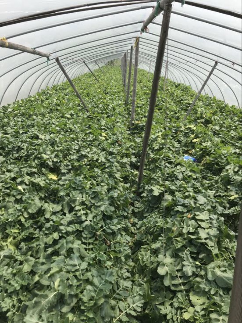 白萝卜1~1.5斤起