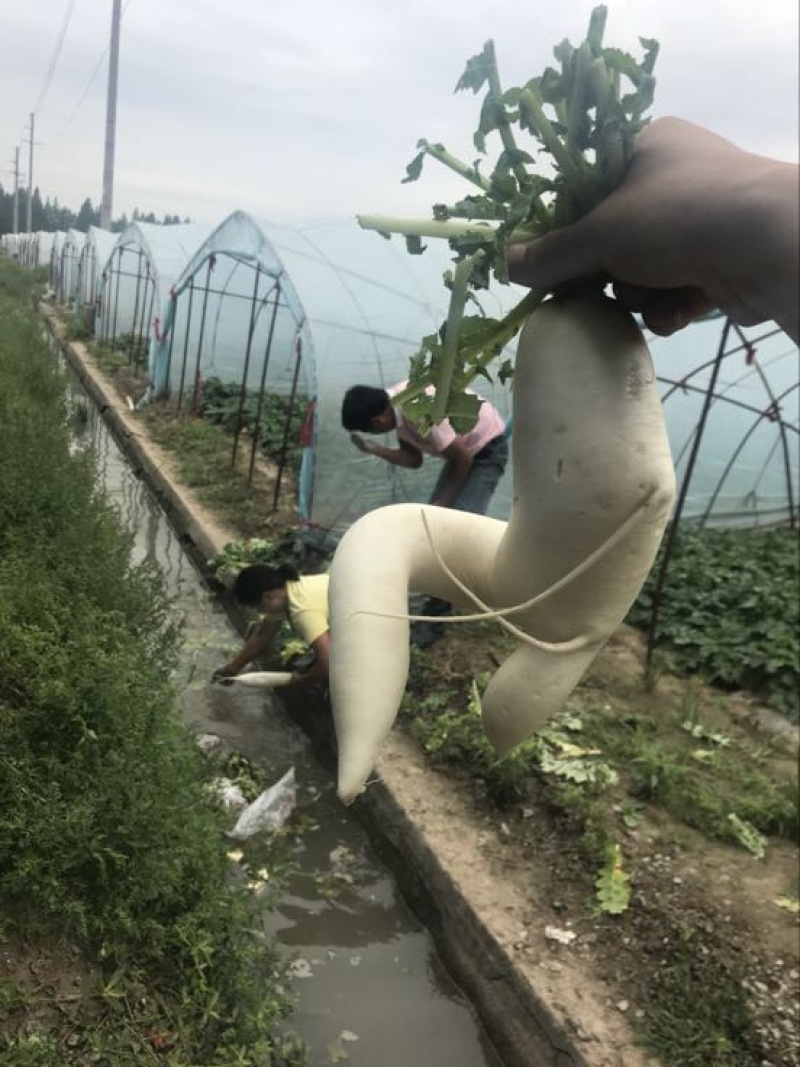 白萝卜1~1.5斤起