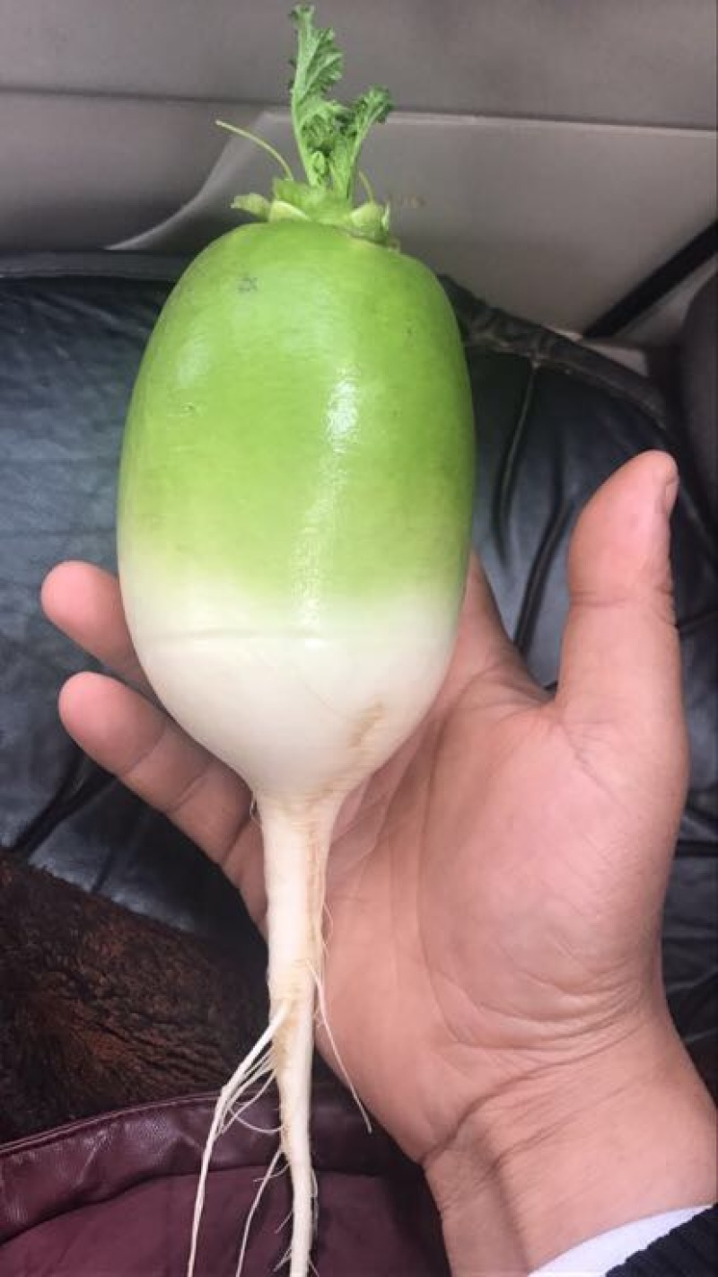 白萝卜1~1.5斤起