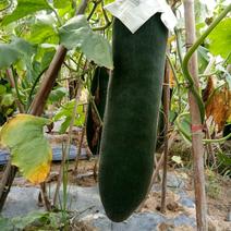 广西玉林黑皮冬瓜15斤以上吊顶冬瓜优质瓜，耐运输