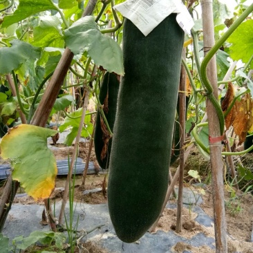 广西玉林黑皮冬瓜15斤以上吊顶冬瓜优质瓜，耐运输