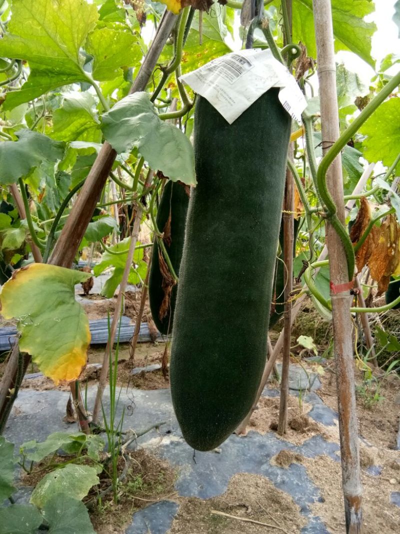 广西玉林黑皮冬瓜15斤以上吊顶冬瓜优质瓜，耐运输