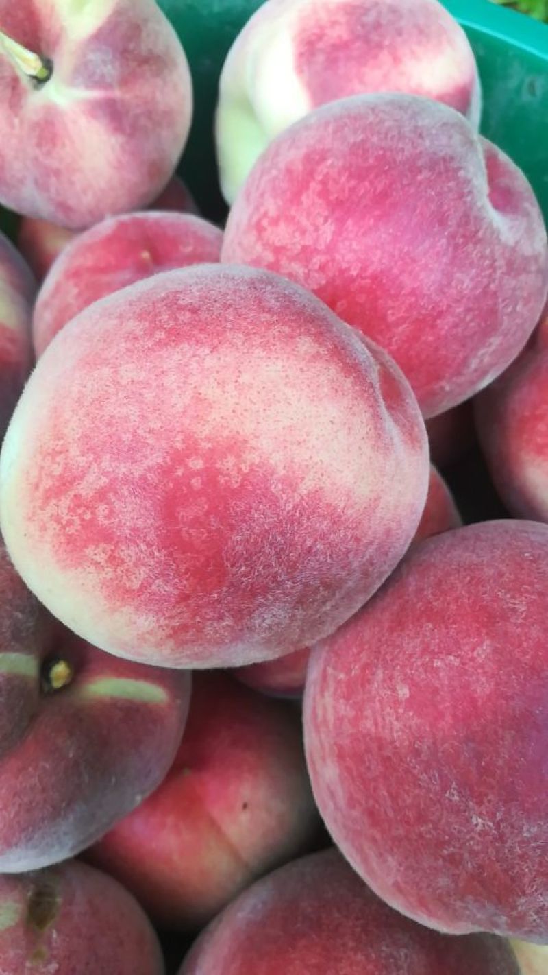 中华寿桃，桃王99基地批发，