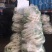 白萝卜1~1.5斤起