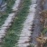 白萝卜1~1.5斤起