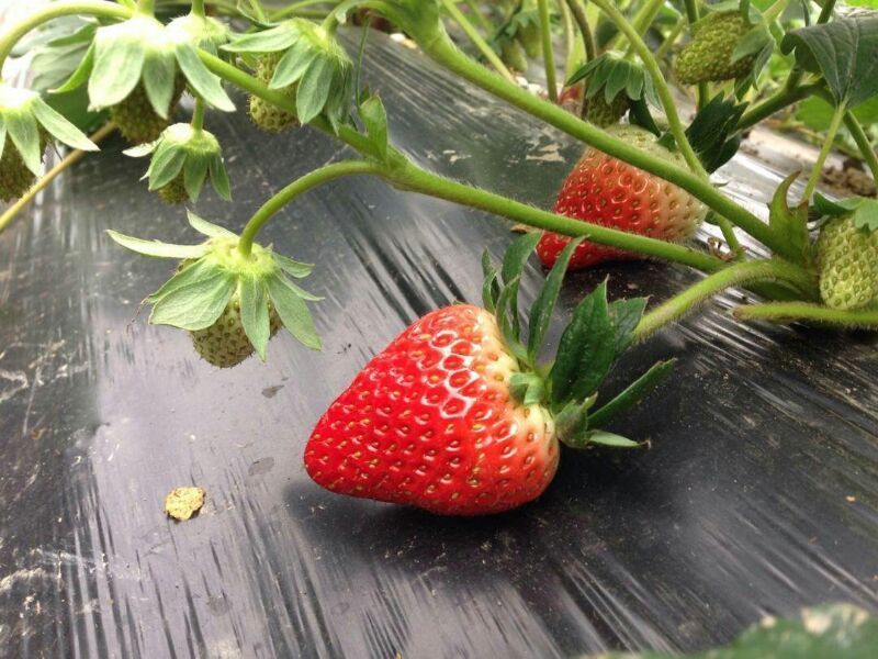 草莓苗