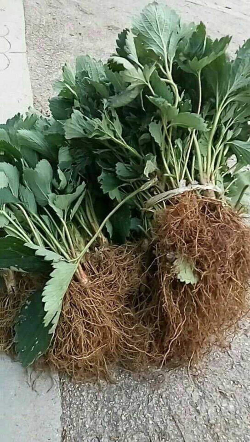 草莓苗