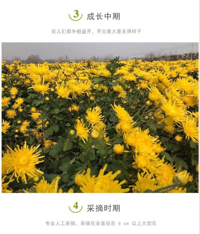 金丝皇菊茶一级
