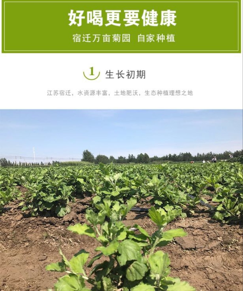 金丝皇菊茶一级