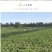 金丝皇菊茶一级