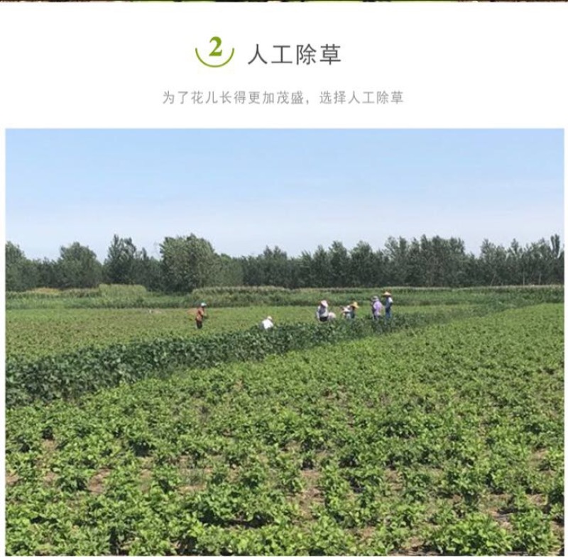 金丝皇菊茶一级