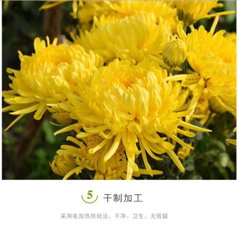 金丝皇菊茶一级