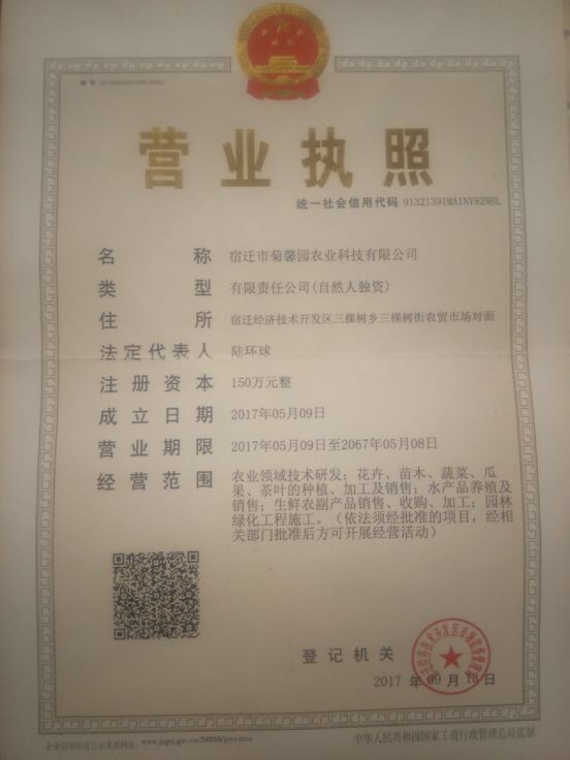 金丝皇菊茶一级