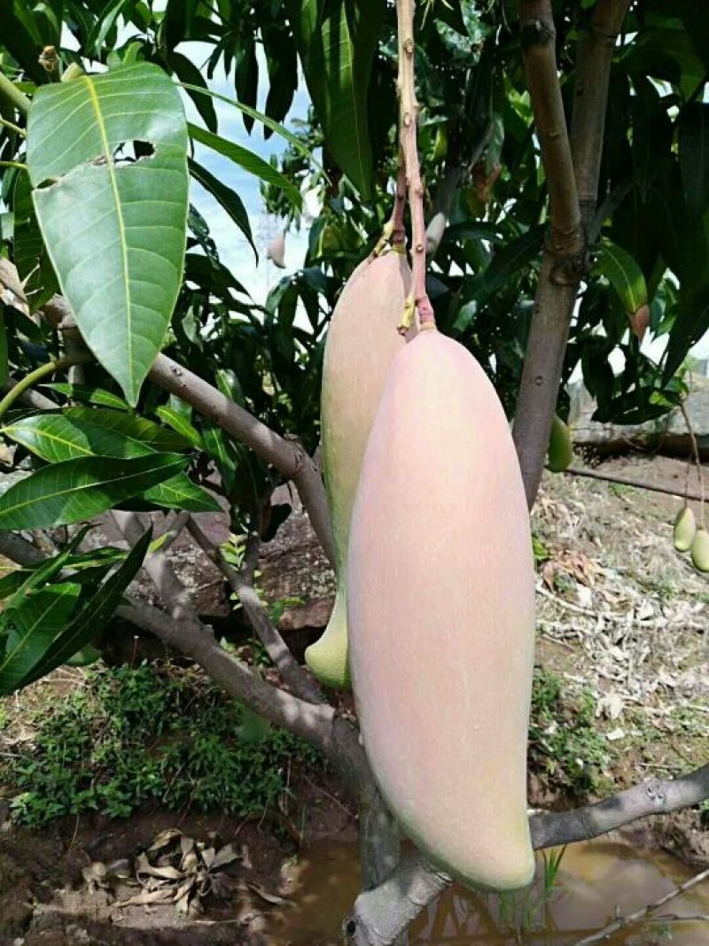 红象牙，果色好