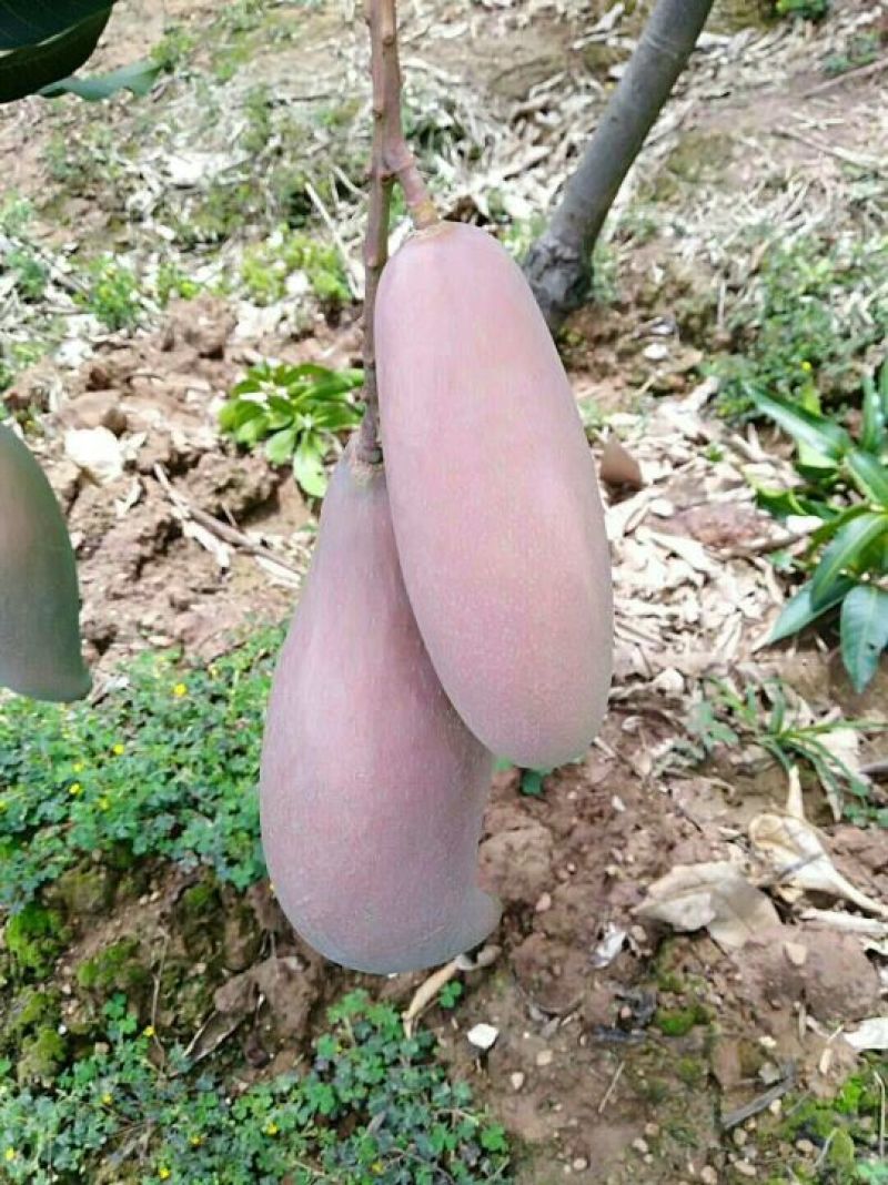 红象牙，果色好