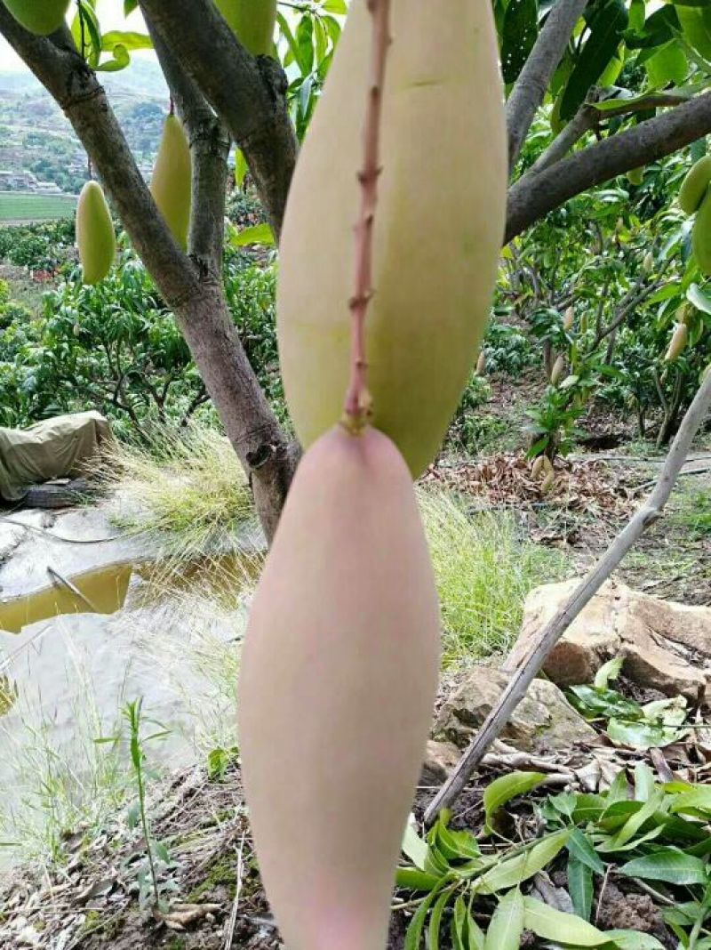 红象牙，果色好