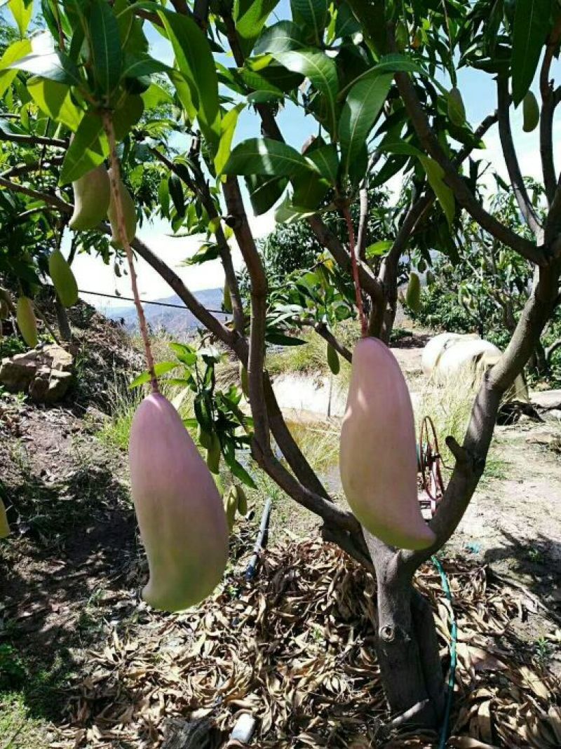 红象牙，果色好