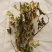 鱼腥草野生干货整棵洗净