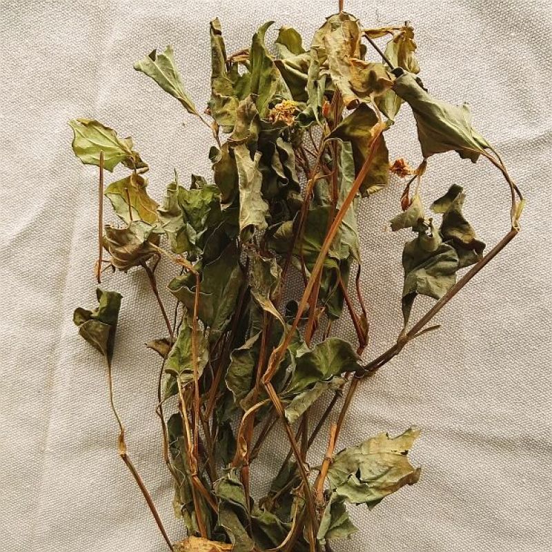 鱼腥草野生干货整棵洗净
