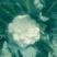 散花，松花菜，有机花，大量上市