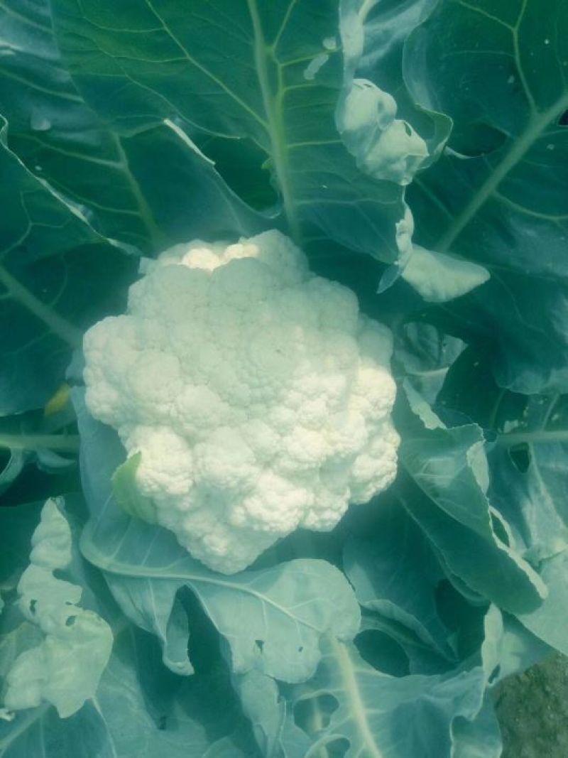 散花，松花菜，有机花，大量上市