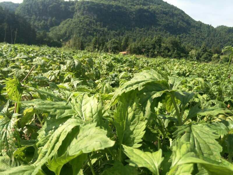 凯府鲲鹏合作社缬草出售