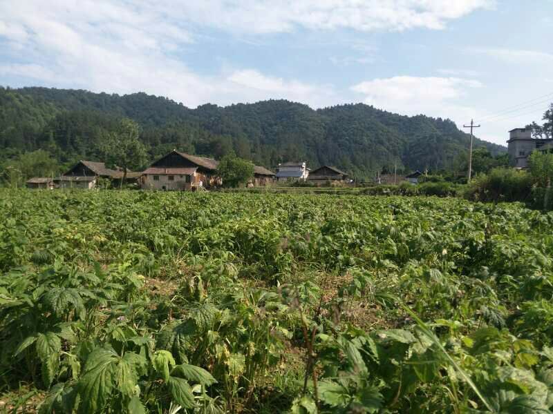 凯府鲲鹏合作社缬草出售