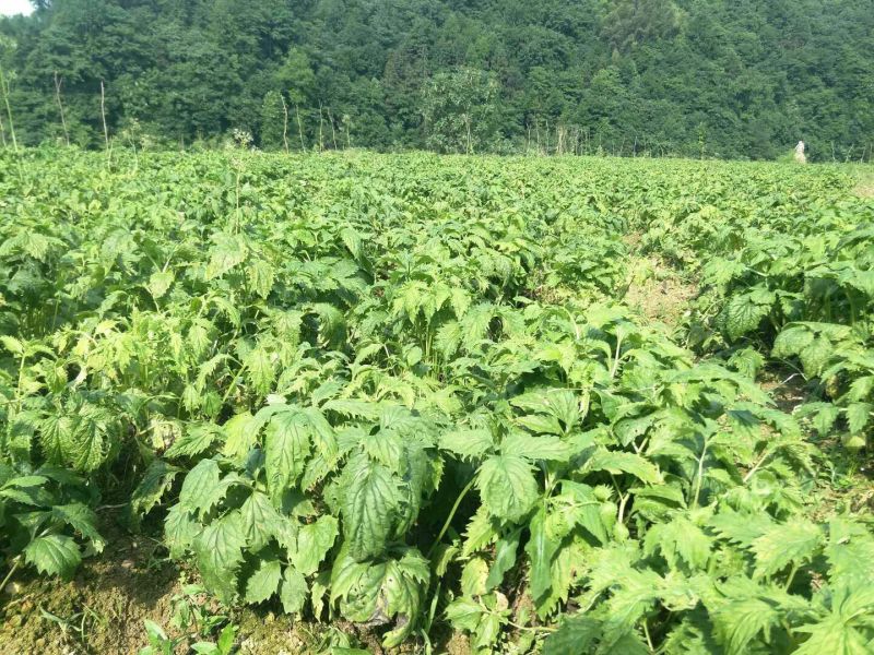 凯府鲲鹏合作社缬草出售
