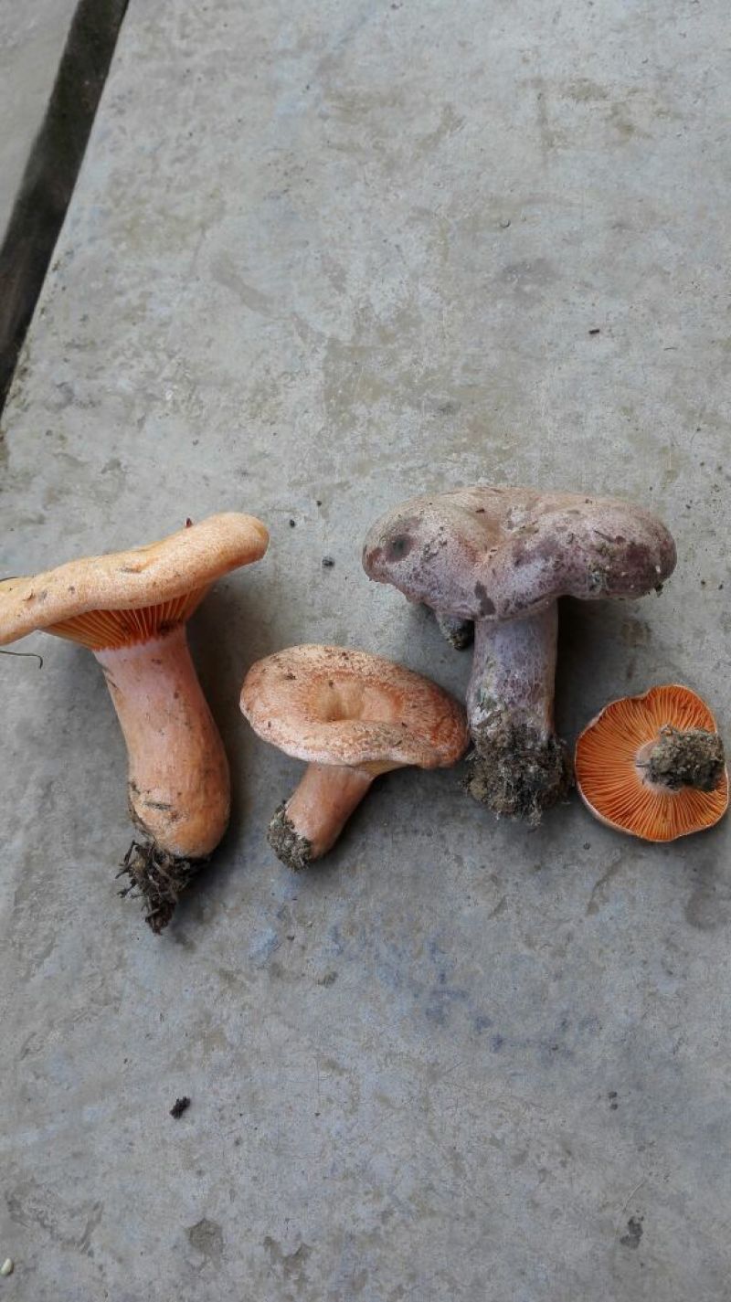 松树菌特级纯野生量大