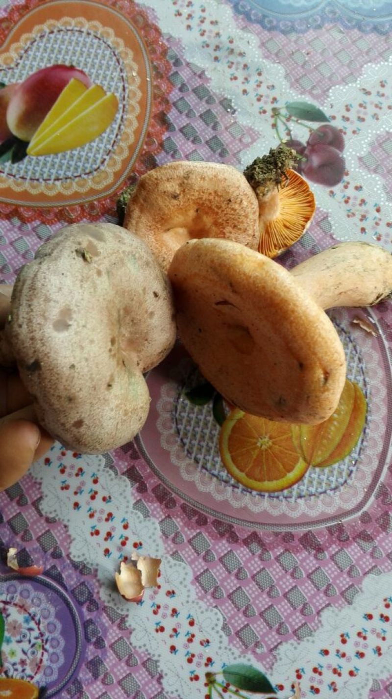 松树菌特级纯野生量大