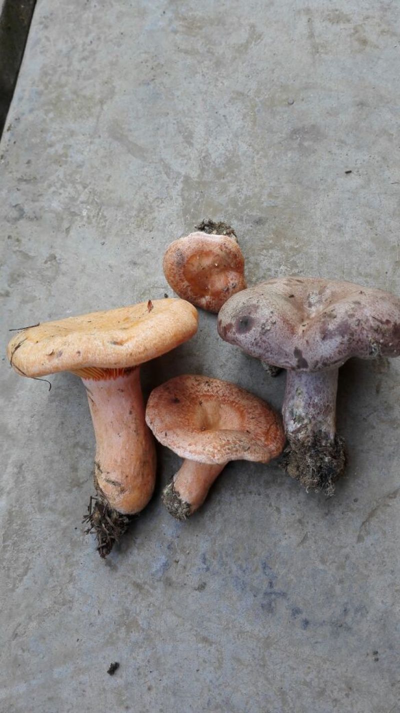 松树菌特级纯野生量大