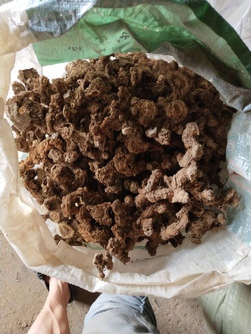 黄精中大货