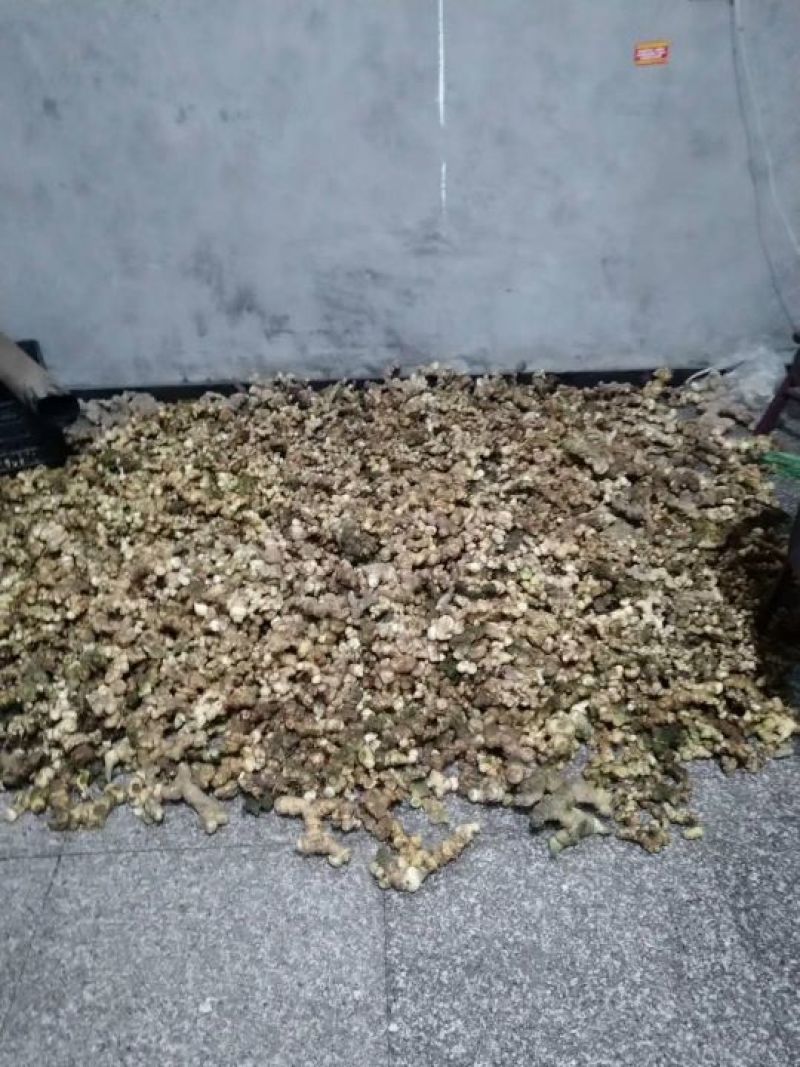 黄精中大货