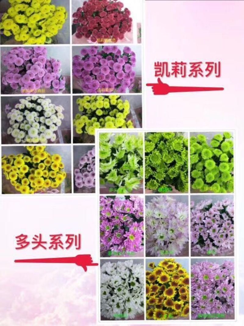 玫瑰康乃馨配花