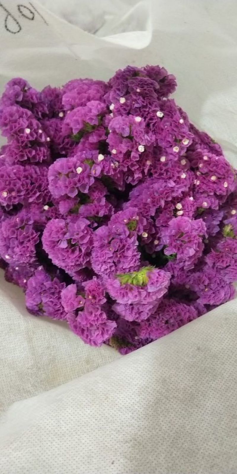 玫瑰康乃馨配花
