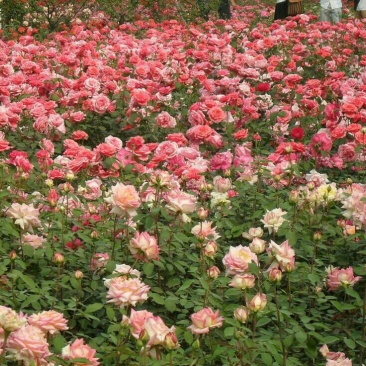 月季2月开花