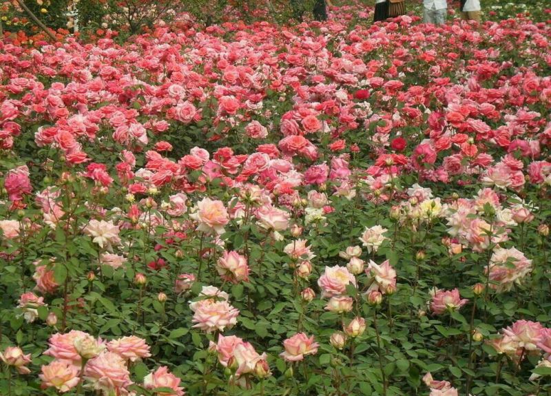 月季2月开花