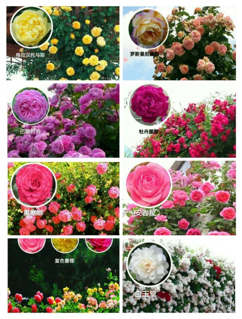 月季2月开花