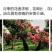 月季2月开花
